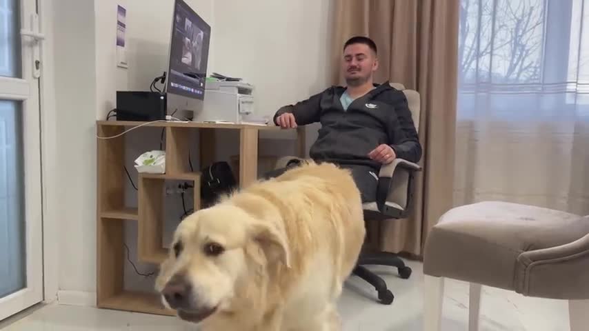 Golden Retriever want his dad's attention!