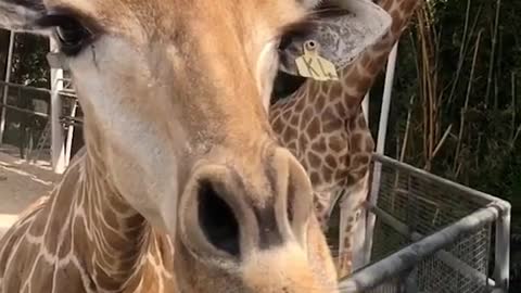 Let's feed the giraffes