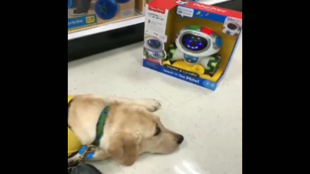 The dog play with robot toy 🥰🥰