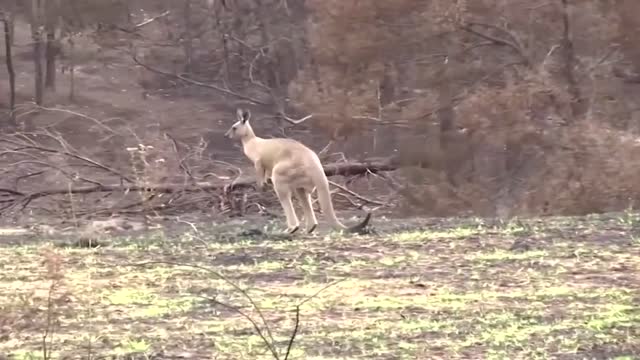 Australia sets aside 30% land mass to protect species