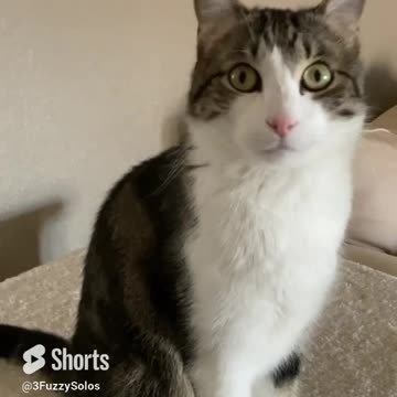 Cat’s poker faces—Han probably shouldn’t play #CatShorts #PokerFace