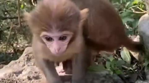 ___MUST SEE!!!___ Cute little animals!!!-