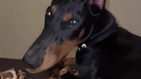 Shameful Dog Apologizes For Almost Biting Owner