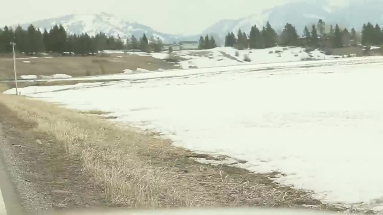 Massive herd of elk in Montana