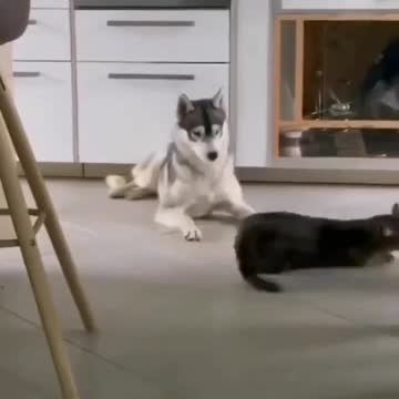 Cat fight with an dog