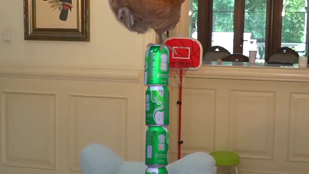 Cute animals