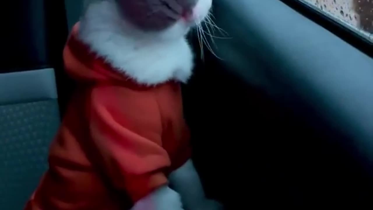 Evil cats