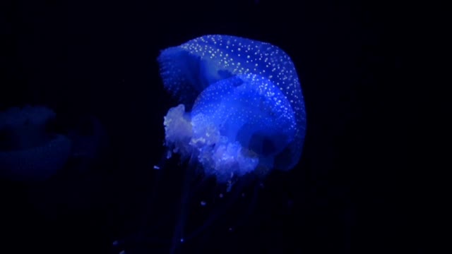 The most beautiful Jellyfish and under sea creature on earth