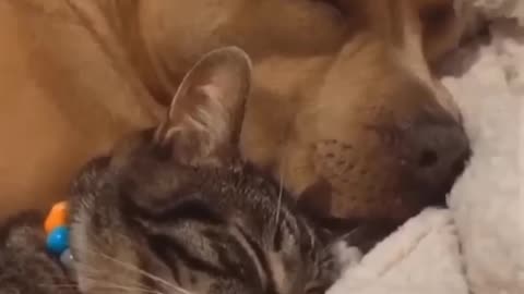 Cat and dog friendship