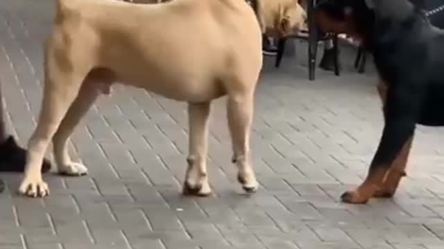 Pitbull vs rettweller dog