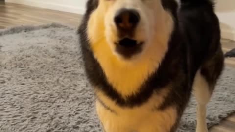 Husky REFUSES To Wait To Open Her Xmas Gift!