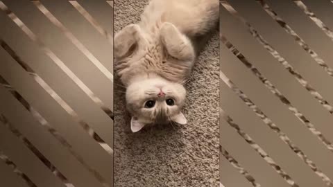 cat funny video