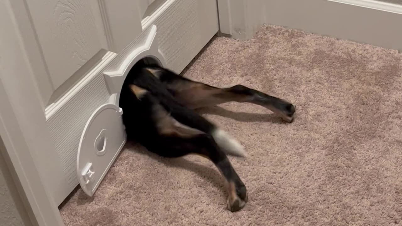 Houdini Dog Squeezes Through Cat Door