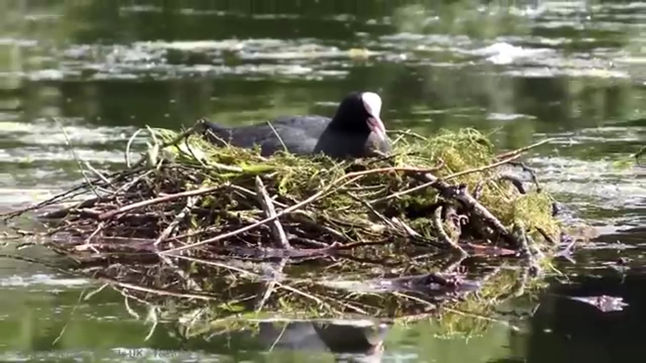 15 Most Amazing Nests In The Animal World|