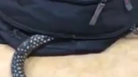 Funny snake in bag