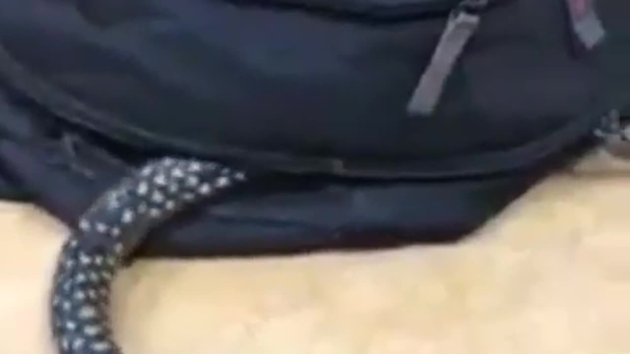 Funny snake in bag