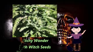 Witch Weed