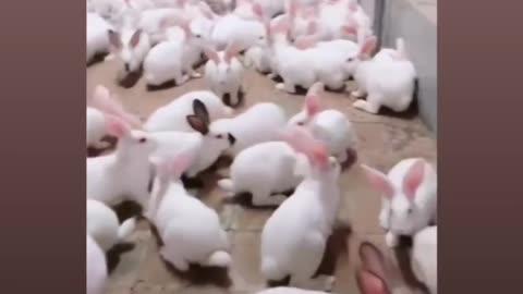 Cute white rabbits