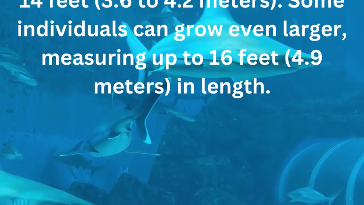 facts about tger shark....0/13