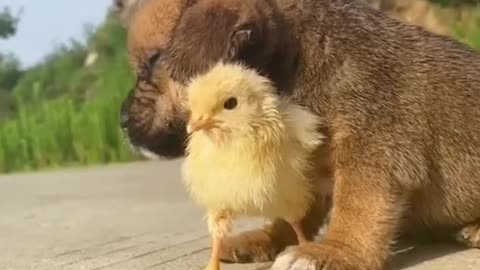 Very Funny Dog and chick