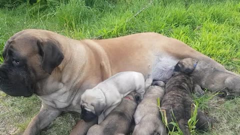 English Mastiff Ruby and her pups