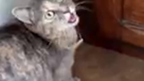 Funny animal vedio of a cat 😺
