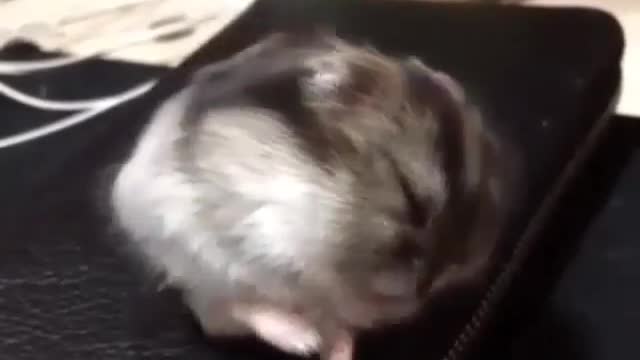 A sleeping hamster