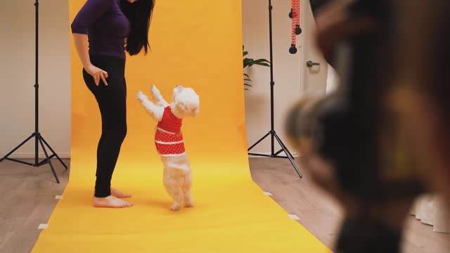 A Dog having Photoshoot at the Studio 🐕📸