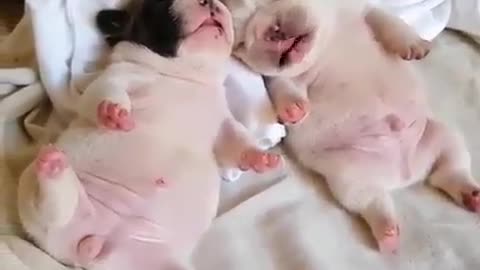 Cute and funny animals
