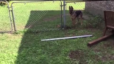 Animal getting shocked with different funny sound effect