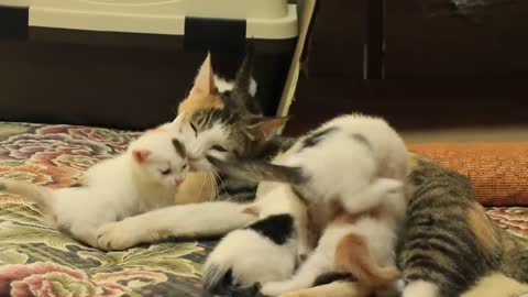 Kittens with the cutest little paws holding onto their mom