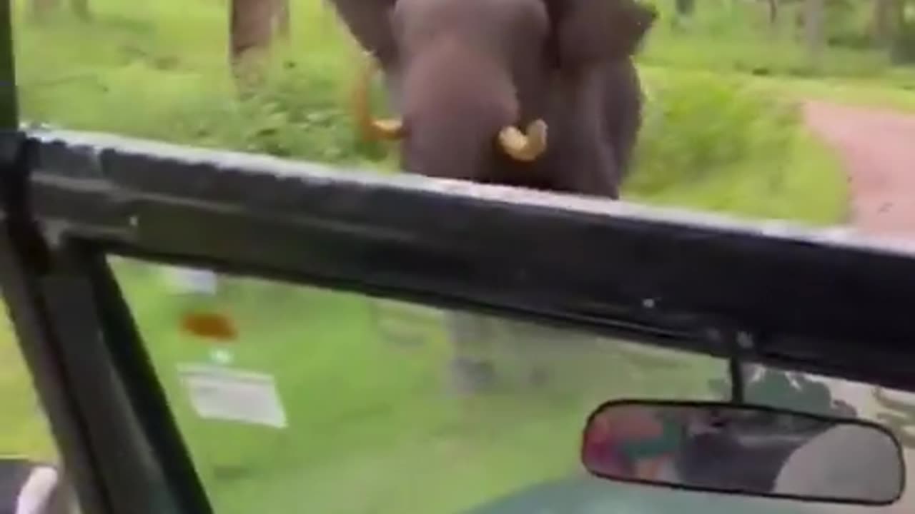 Getting chased by an elephant 🐘 🔥