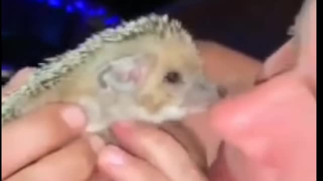 Funny animals videos try not to langh funny cats funny dogs cutest animals