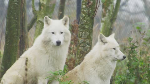 Wolf Dog and Lovely Cat