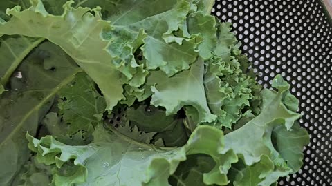 Home Grown Organic Curly Kale Liverpool Uk