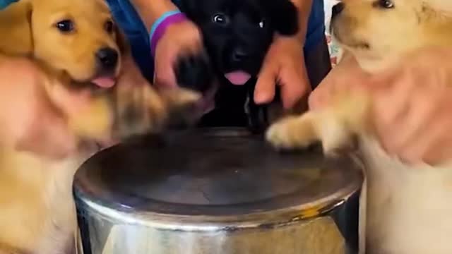 Dog Dances And Does Tricks With Bride At Her Wedding Reception