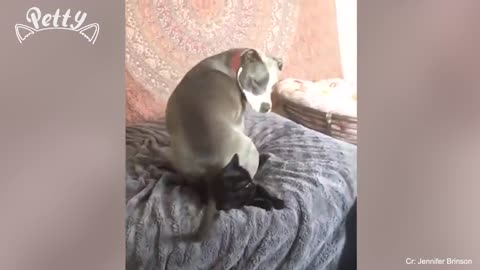 Funny dog and cats video😁😁