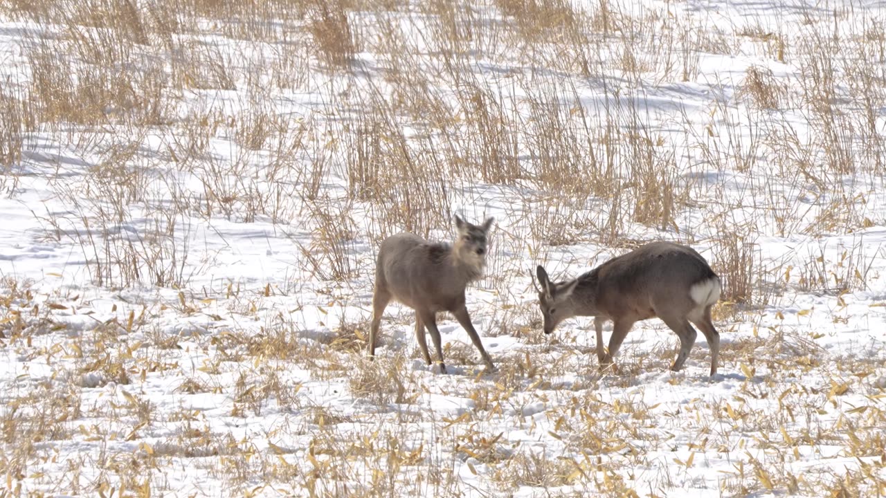 Deer Vision | How It Works And What They See | Deer Viewing