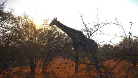 A Giraffe Feeding on Leaves of a Shrub in Africa