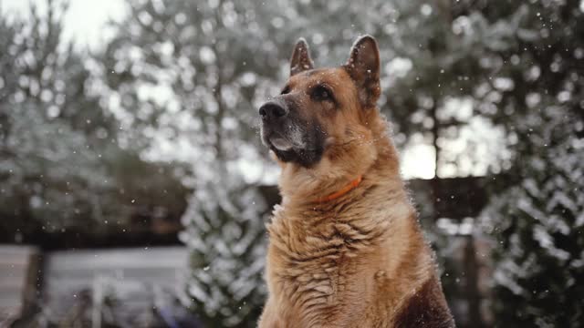 cão de guarda