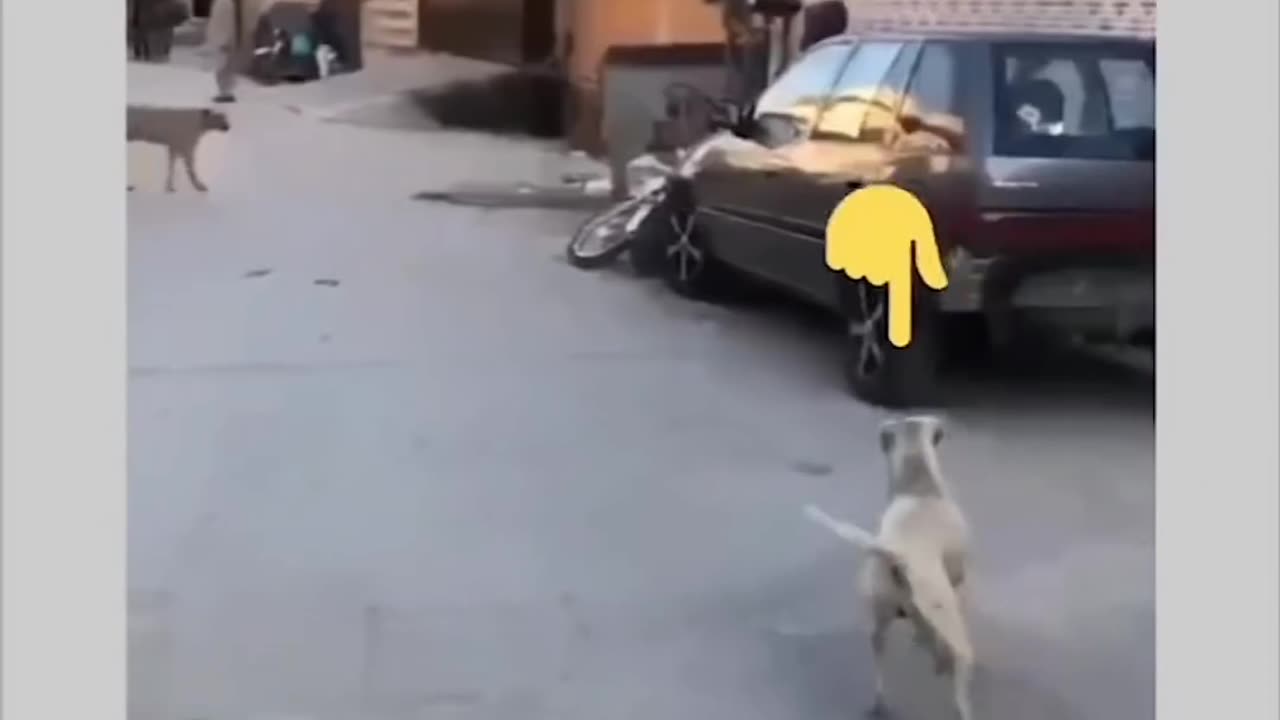 Dog chases man 🤣