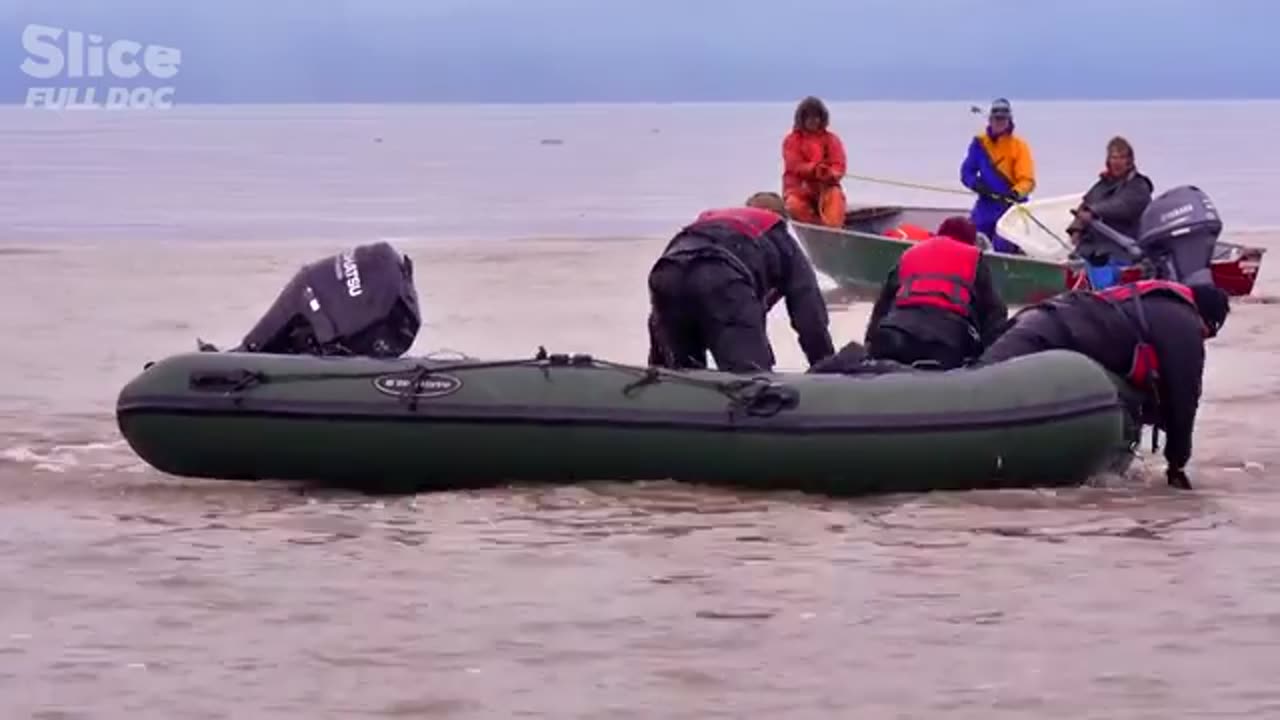 Belugas: The Mystery of the Disappearing White Whales