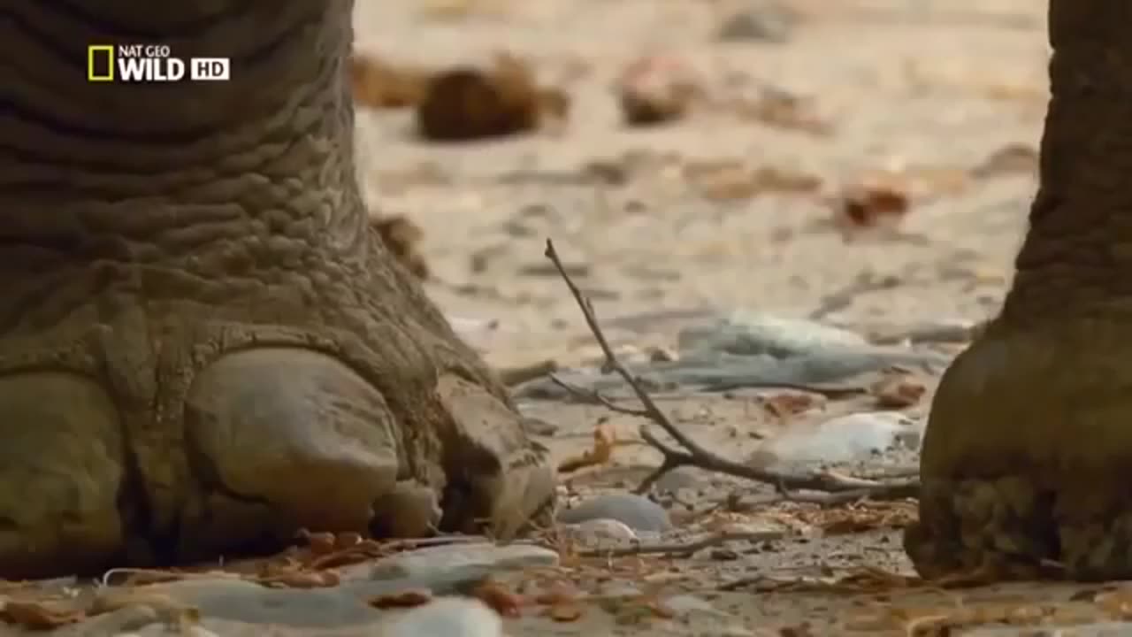 Part one life of elephant