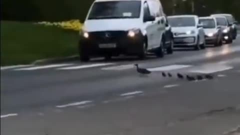 Heartwarming Video: Mother Duck Safely Leads Ducklings Across Busy Road.