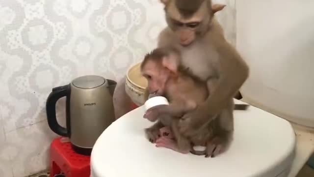 Smart monkey