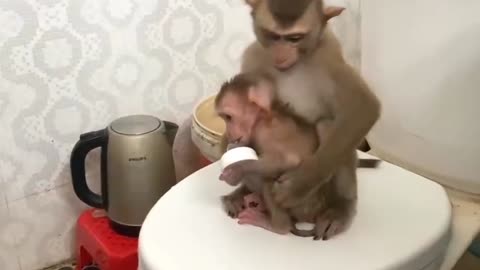 Smart monkey