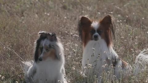 ✡✡Dogs Sitting on Grass✡✡