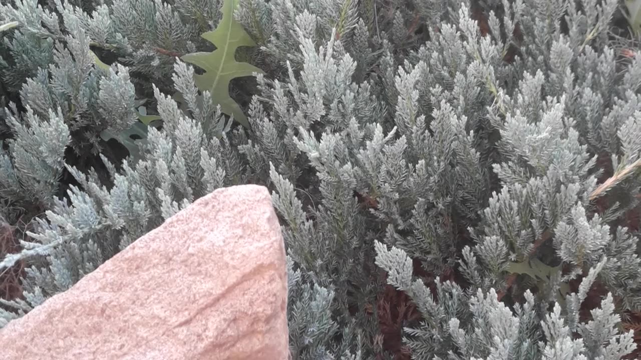 Stone and Juniper