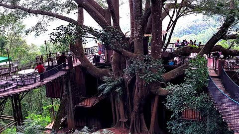 Giant Tree Top Cafe, Chiang Mia