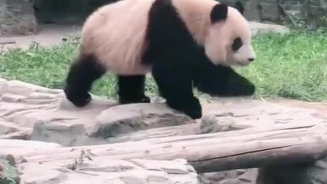 Take a look at the cute panda